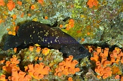 Rypticus bicolor Poisson savon de Cortez-La Paz La Reina-18m-20181029-Denis-ADER-DSC_1039_tn